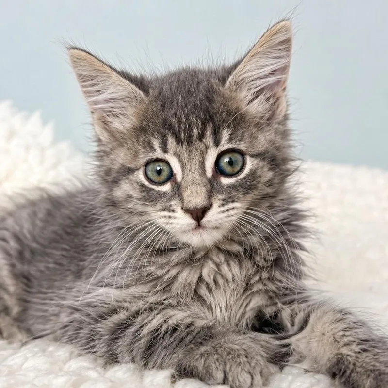 A baby small-sized male Gray / Blue / Silver Domestic Long Hair cat named Kettle for adoption in Alexandria, VA