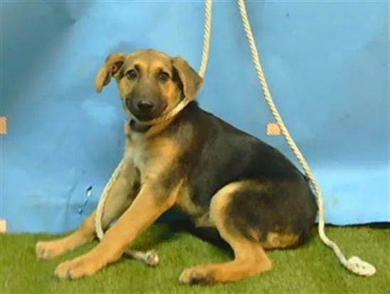 A baby small-sized female German Shepherd Dog dog named Jalapeno for adoption in Downey, CA