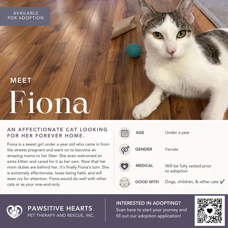 A young medium-sized female White Domestic Short Hair cat named Fiona for adoption in Kenhorst, PA