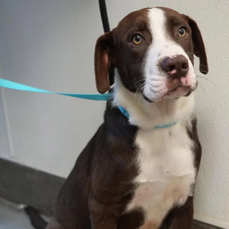 A baby medium-sized male Brown / Chocolate Rough Collie dog named Zeke for adoption in Allentown, PA