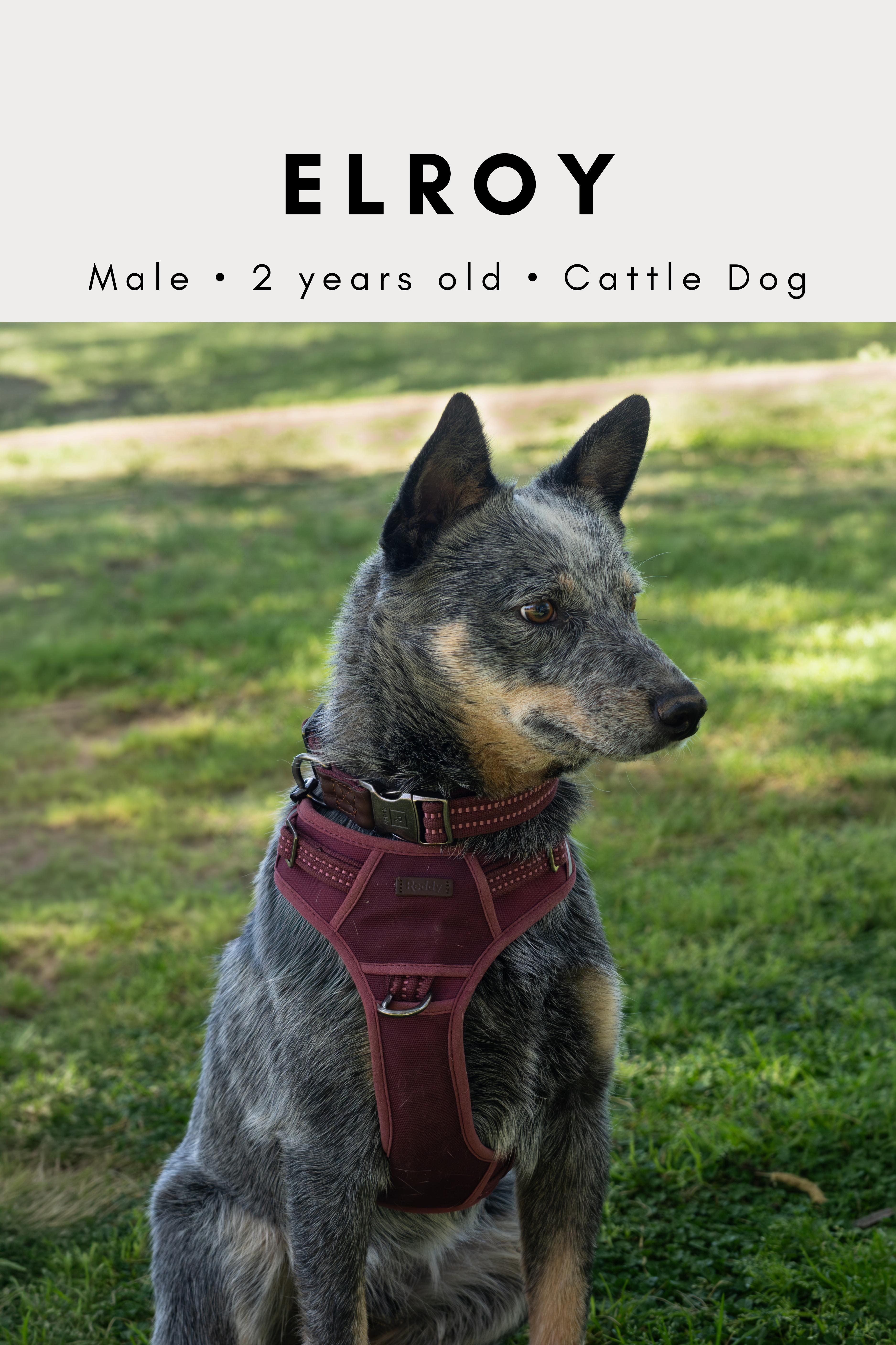 An adult medium-sized male Gray / Blue / Silver Australian Cattle Dog / Blue Heeler dog named Elroy for adoption in Tucson, AZ