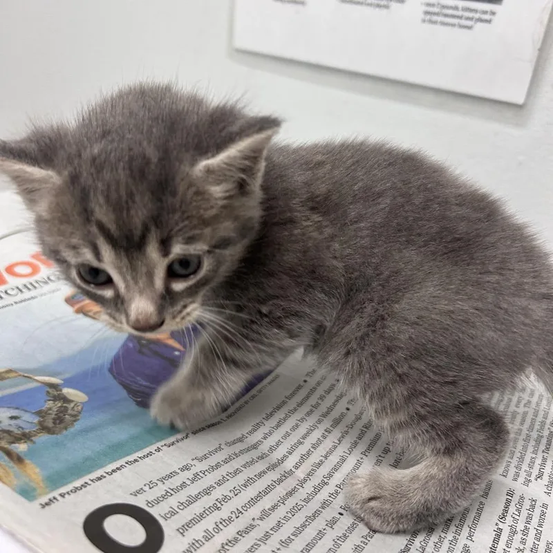 A baby small-sized female Gray / Blue / Silver Domestic Short Hair cat named Muffin Man for adoption in Jacksonville, FL