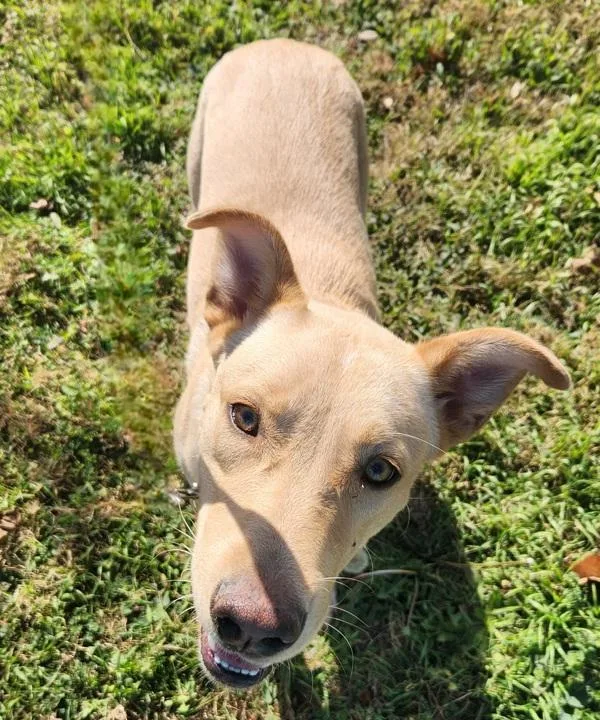 A young large-sized female Labrador Retriever dog named Sandy for adoption in Austin, TX