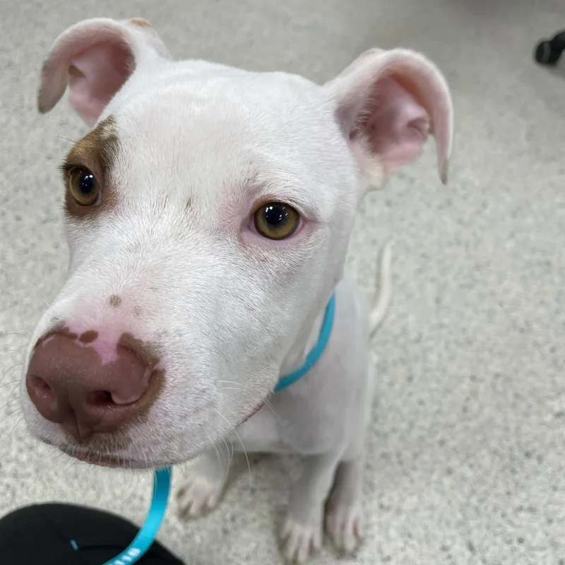 An adult medium-sized male Mixed Breed dog named Pedro for adoption in Jacksonville, FL