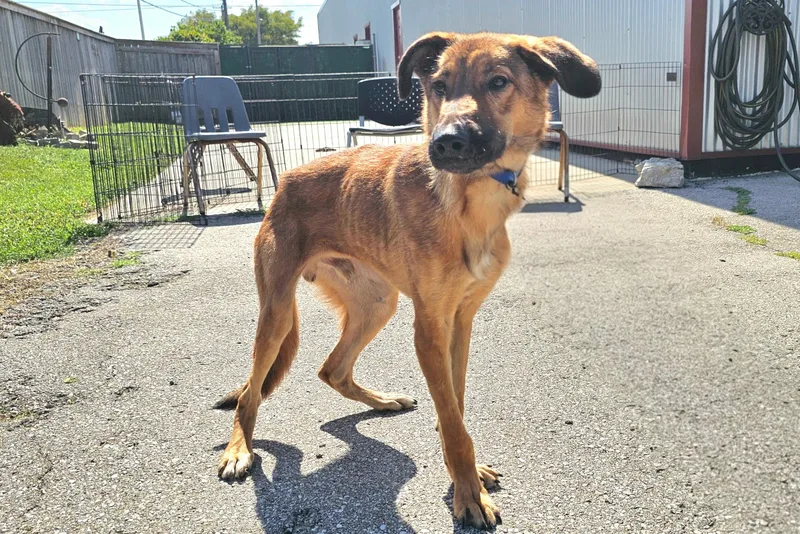 A young medium-sized male German Shepherd Dog dog named Jonah for adoption in Lexington, KY