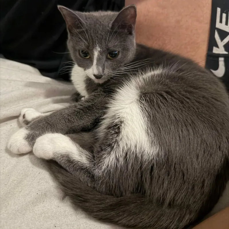 A young large-sized female Gray & White Domestic Short Hair cat named Angel for adoption in HANSON, MA