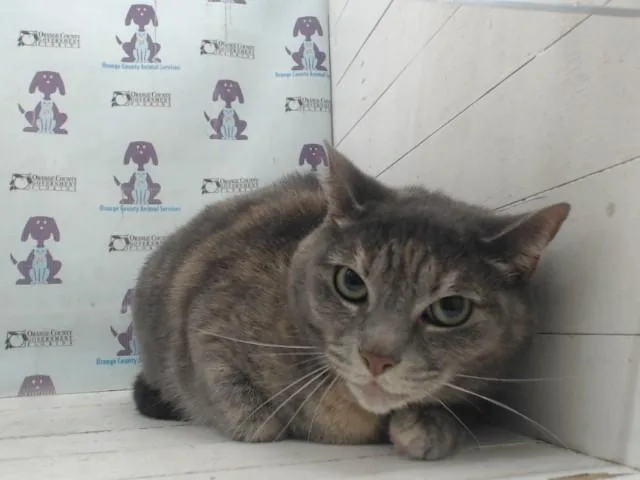 A senior small-sized female Domestic Short Hair cat named Chansey for adoption in Orlando, FL