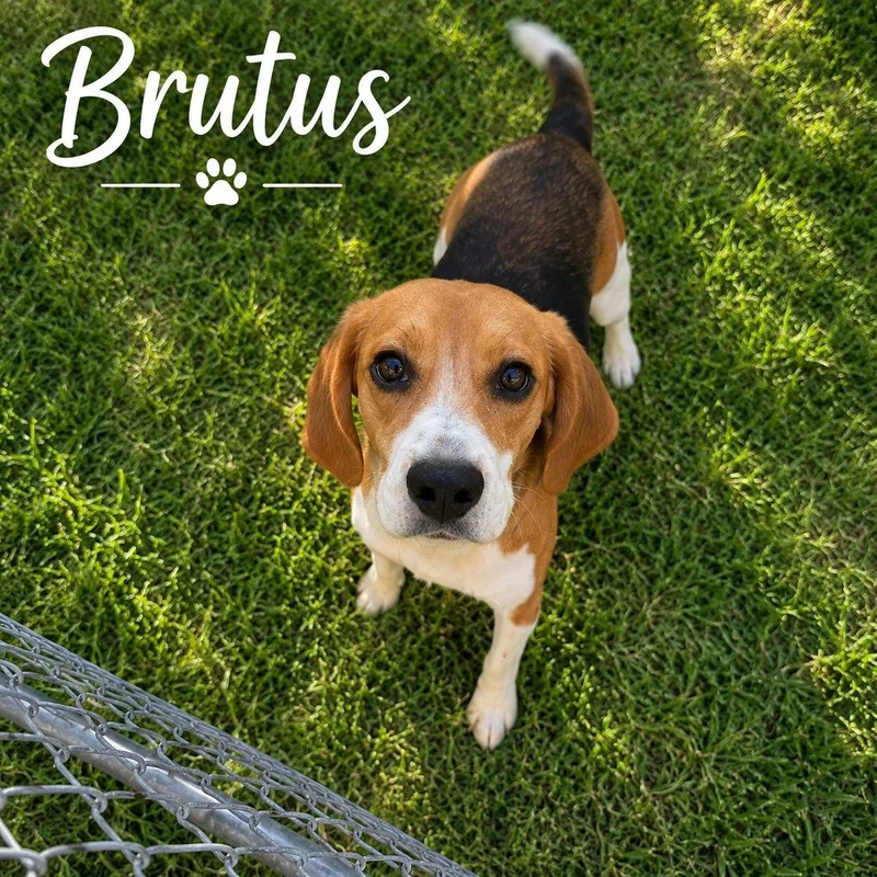Brutus