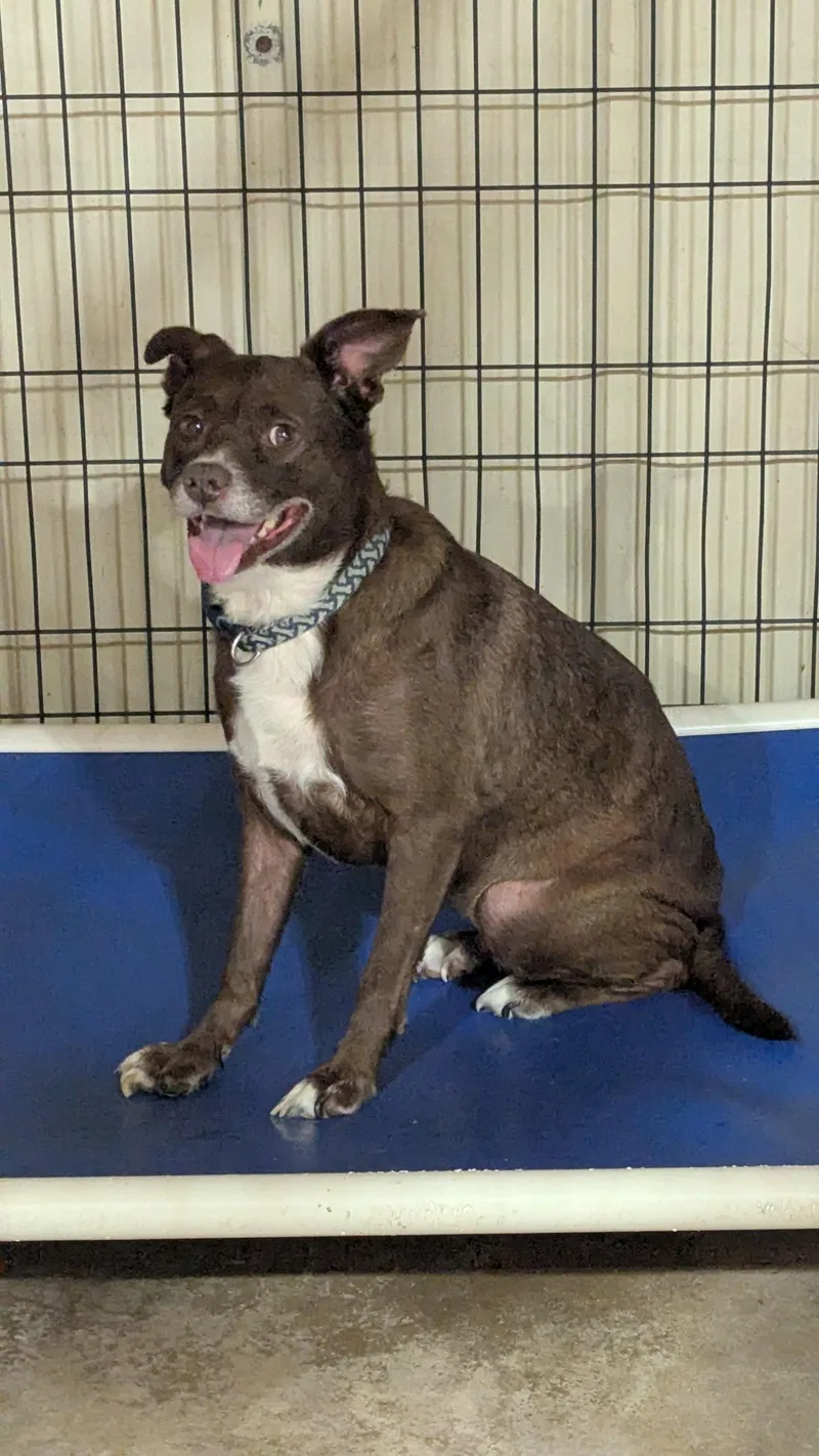 A senior medium-sized female Chocolate Labrador Retriever dog named Junie for adoption in Jackson, GA