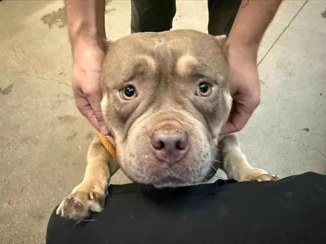 A young small-sized female French Bulldog dog named Caramel for adoption in Tucson, AZ