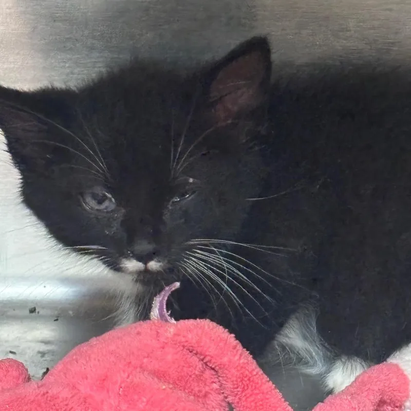 A baby small-sized male Black Domestic Short Hair cat named Skipper for adoption in Newark, NJ