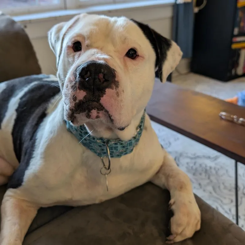 An adult medium-sized male Pit Bull Terrier dog named Rudy for adoption in Chicago, IL