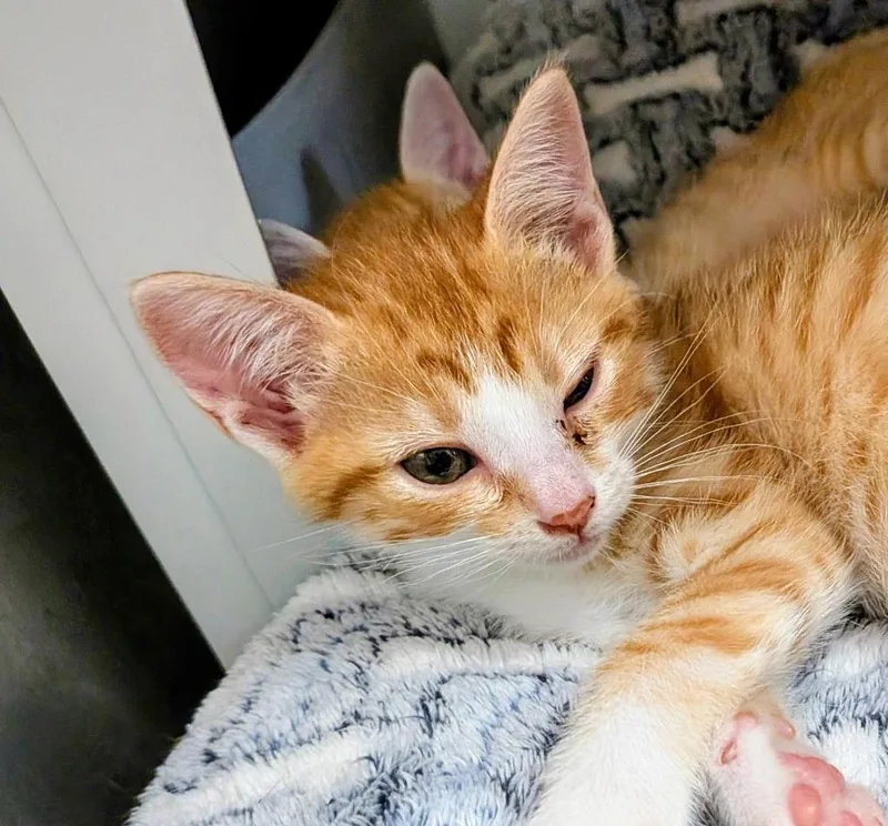 A baby medium-sized male Domestic Short Hair cat named Melvin for adoption in Richland Hills, TX