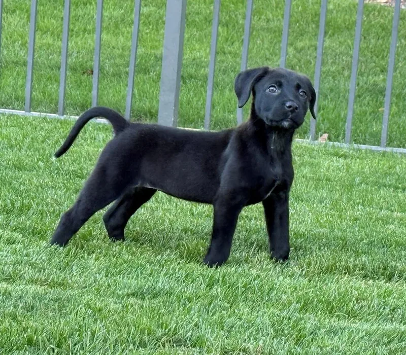 A baby medium-sized female Black Mixed Breed dog named Mai for adoption in Clinton Township, MI