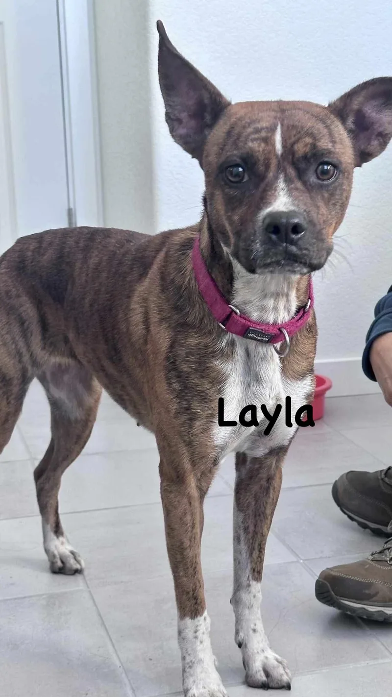 Layla