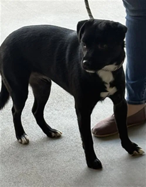 A young medium-sized female Labrador Retriever dog named June for adoption in Lincolnton, NC