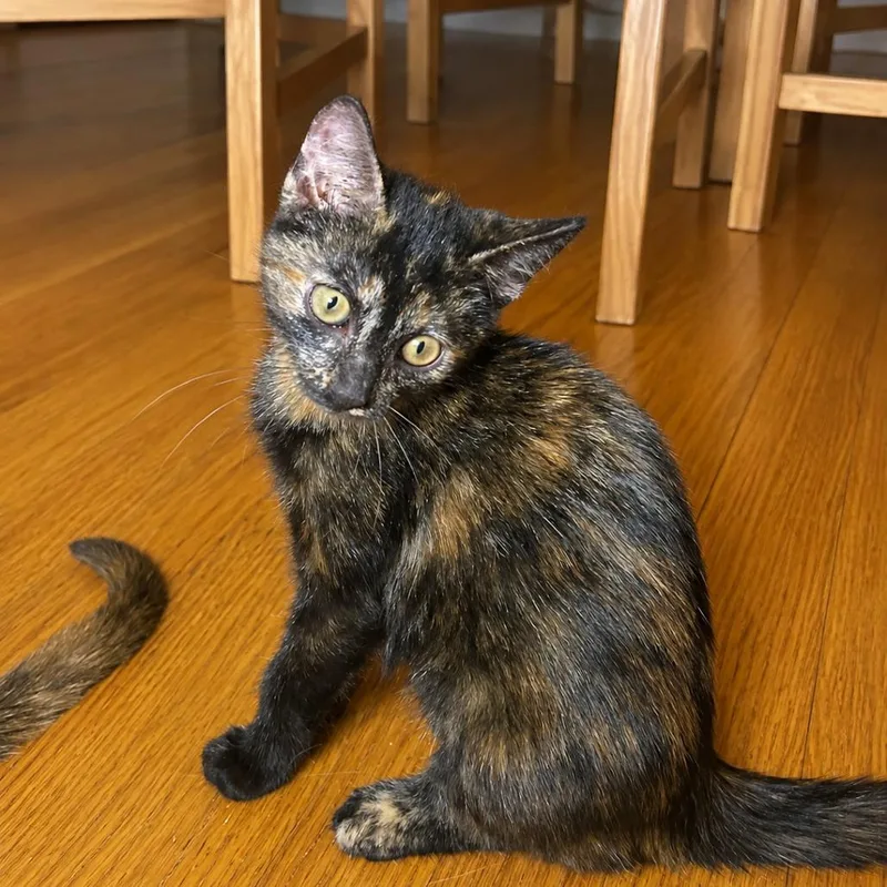 Luna thumbnail 5