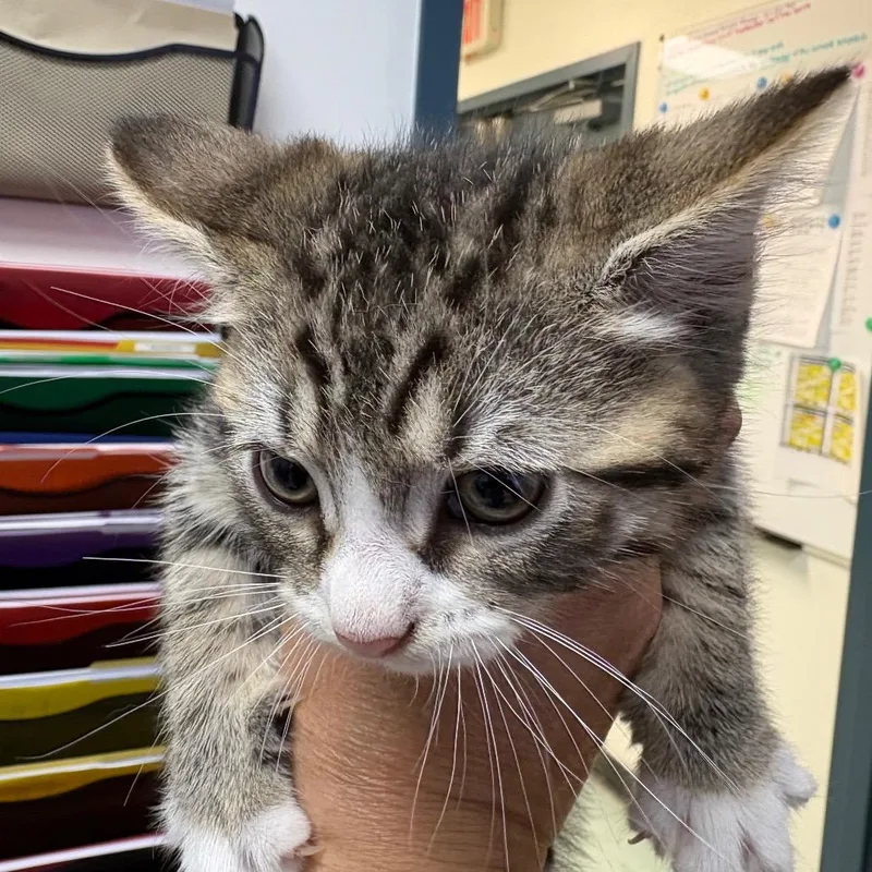 A baby small-sized male Brown / Chocolate Domestic Short Hair cat named Emerald for adoption in Philadelphia, PA