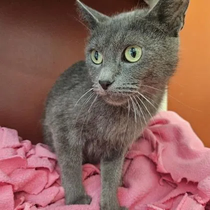 A young medium-sized female Domestic Short Hair cat named Penelope for adoption in Janesville, WI