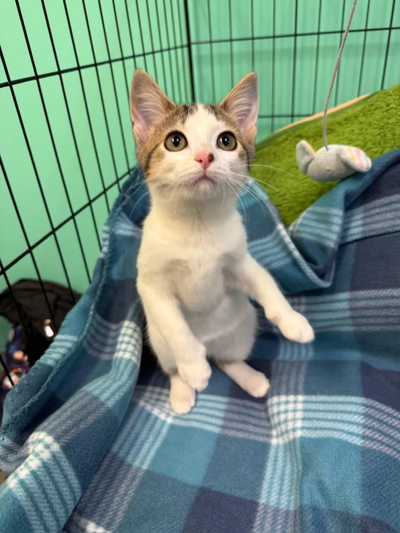 A baby small-sized female White Domestic Short Hair cat named PeekaBoo for adoption in Hartville, OH