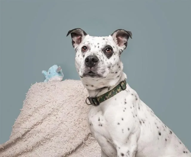 An adult medium-sized male Terrier dog named Pablo for adoption in Saint Louis, MO