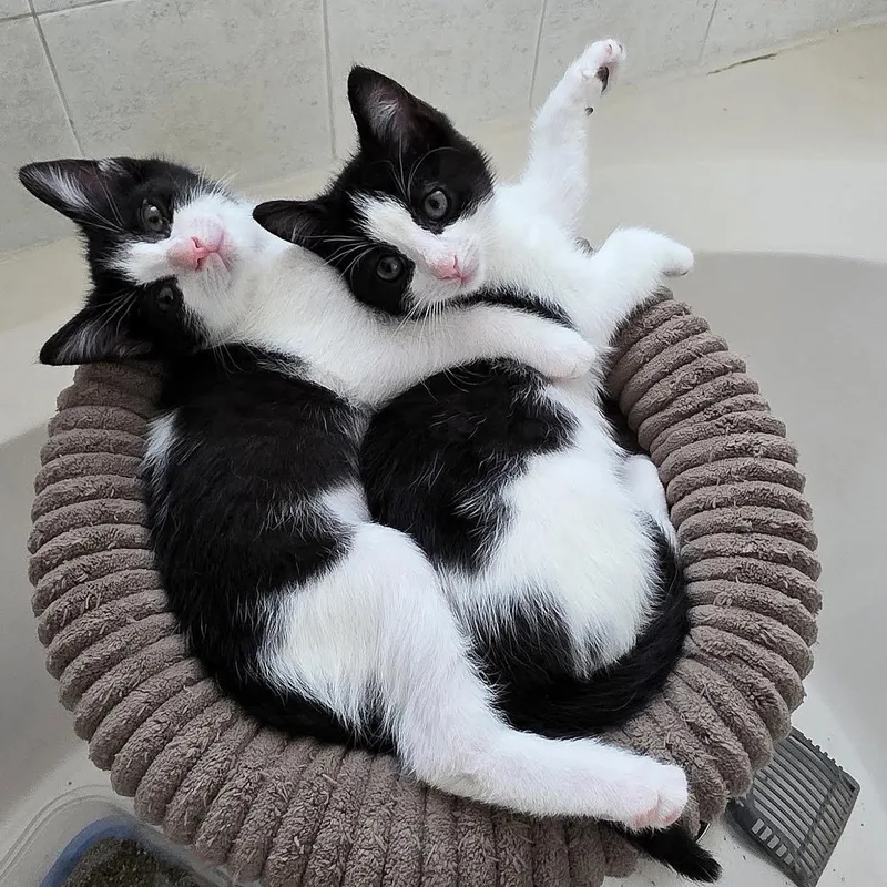 Loki And Minx thumbnail 2