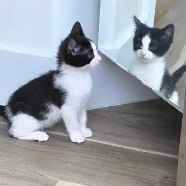 Loki And Minx thumbnail 3