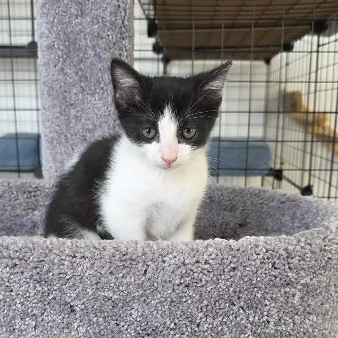 Loki And Minx thumbnail 4