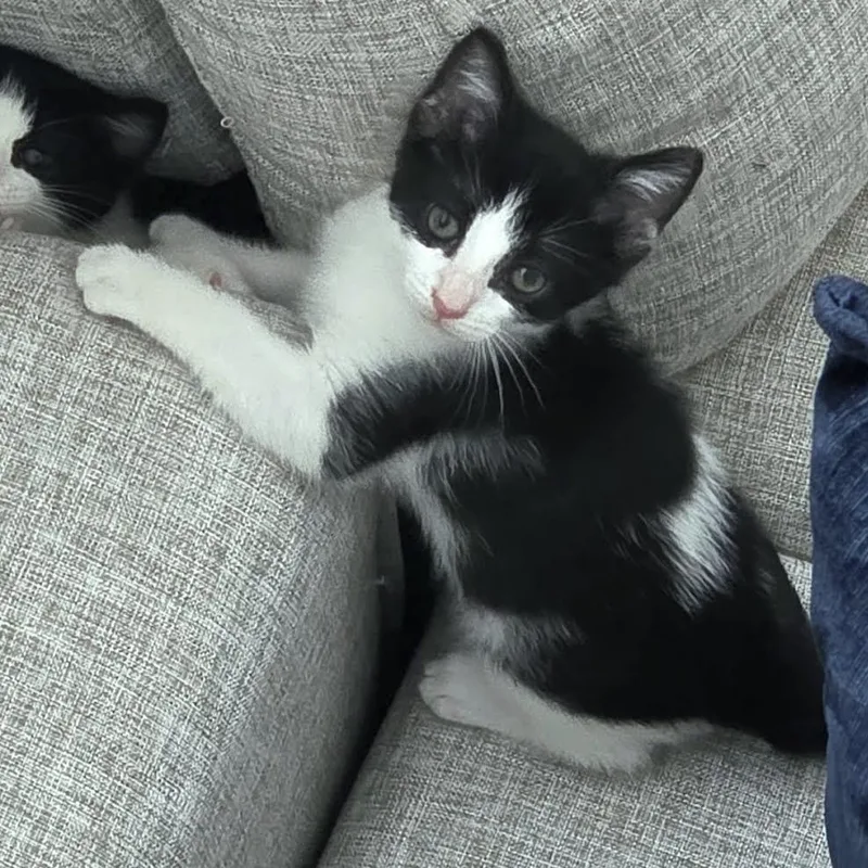 Loki And Minx thumbnail 5