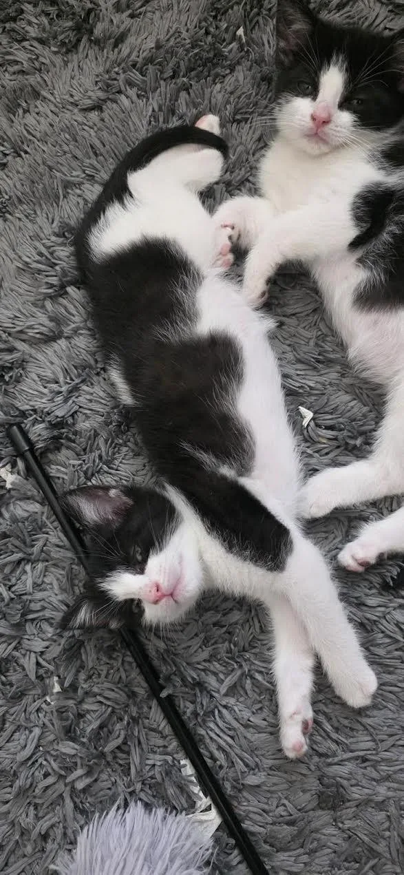 Loki And Minx thumbnail 6