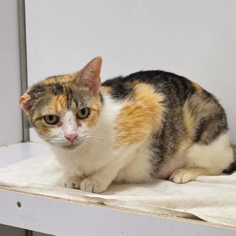An adult medium-sized female Calico Domestic Short Hair cat named Mimi for adoption in Melrose, FL