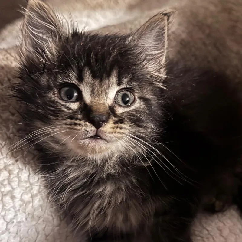 A baby small-sized female Gray / Blue / Silver Domestic Short Hair cat named Noodle for adoption in Lufkin, TX