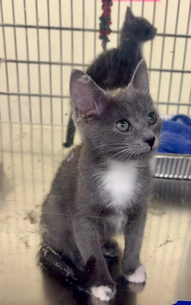 A baby medium-sized female Domestic Short Hair cat named Luiz for adoption in Fort Lupton, CO