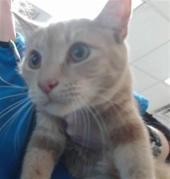 A young medium-sized male Domestic Short Hair cat named Spicy Nuggets for adoption in Fayetteville, NC