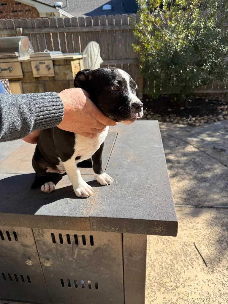 Pup : Sasha thumbnail 2