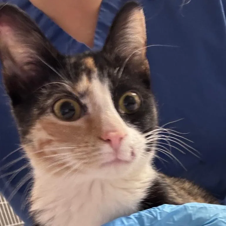 An adult medium-sized female Calico Domestic Short Hair cat named Galilea for adoption in Greenville, SC