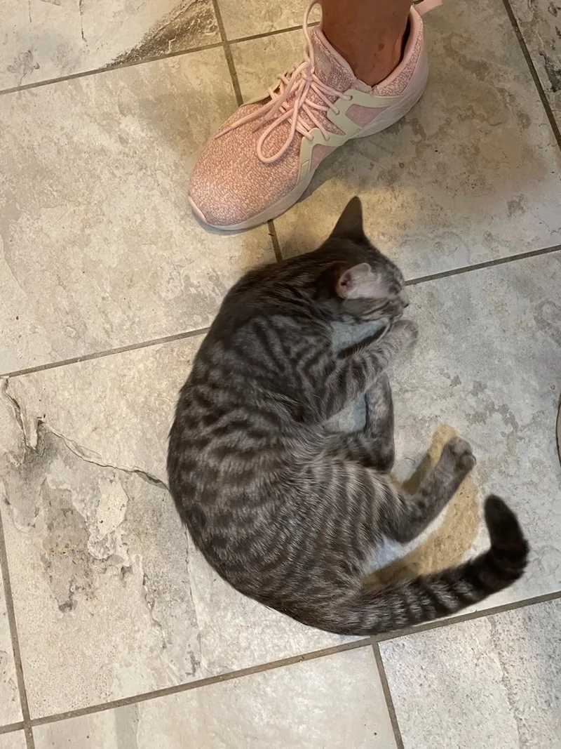 Tiny Dancer thumbnail 2