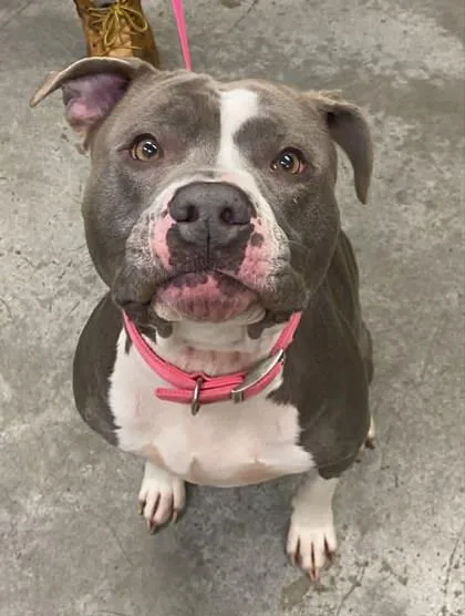An adult medium-sized female Pit Bull Terrier dog named Riley for adoption in Bowling Green, KY