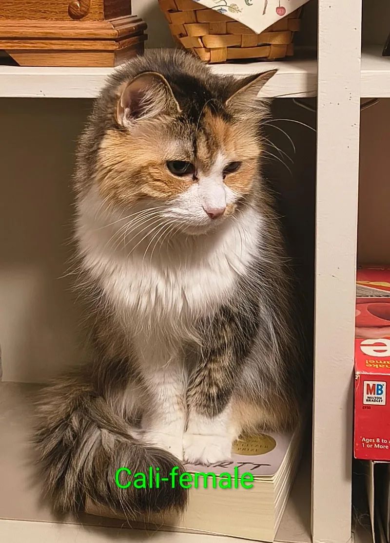 An adult medium-sized female Calico cat named Callibuddy for adoption in Marlette, MI