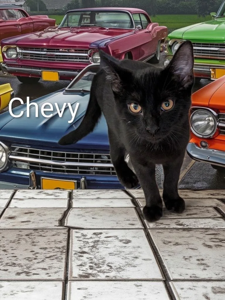 A baby small-sized male Domestic Short Hair cat named Chevy for adoption in Jim Thorpe, PA