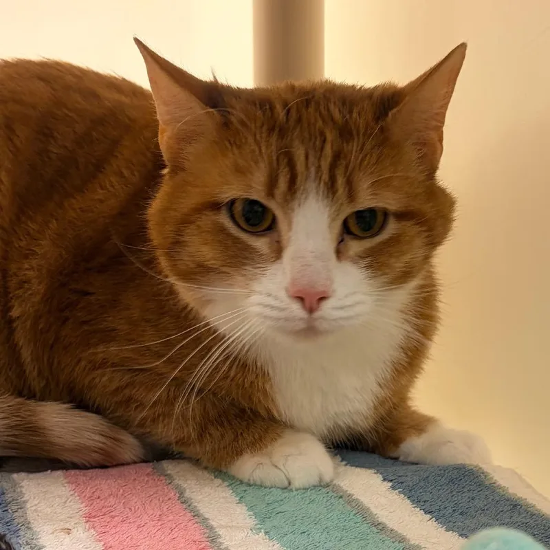 An adult large-sized male Orange / Red Domestic Short Hair cat named Garfield for adoption in Harrisonburg, VA