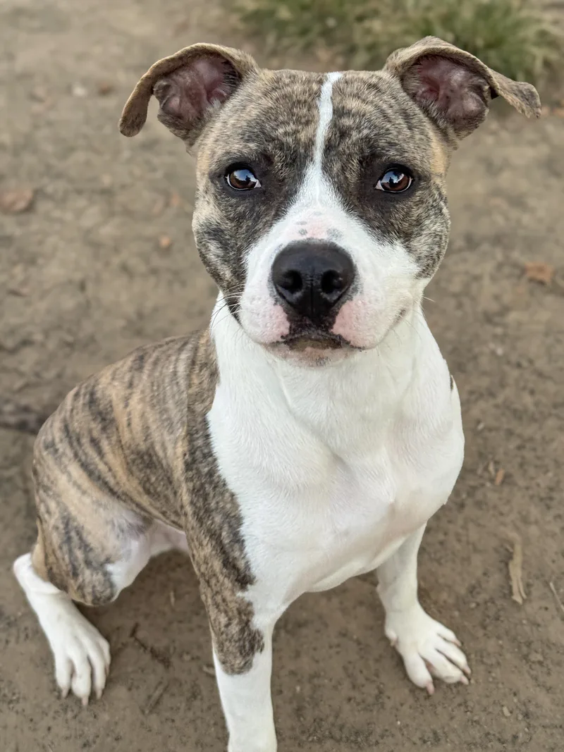 A young medium-sized male Pit Bull Terrier dog named Aidi for adoption in Anderson, IN