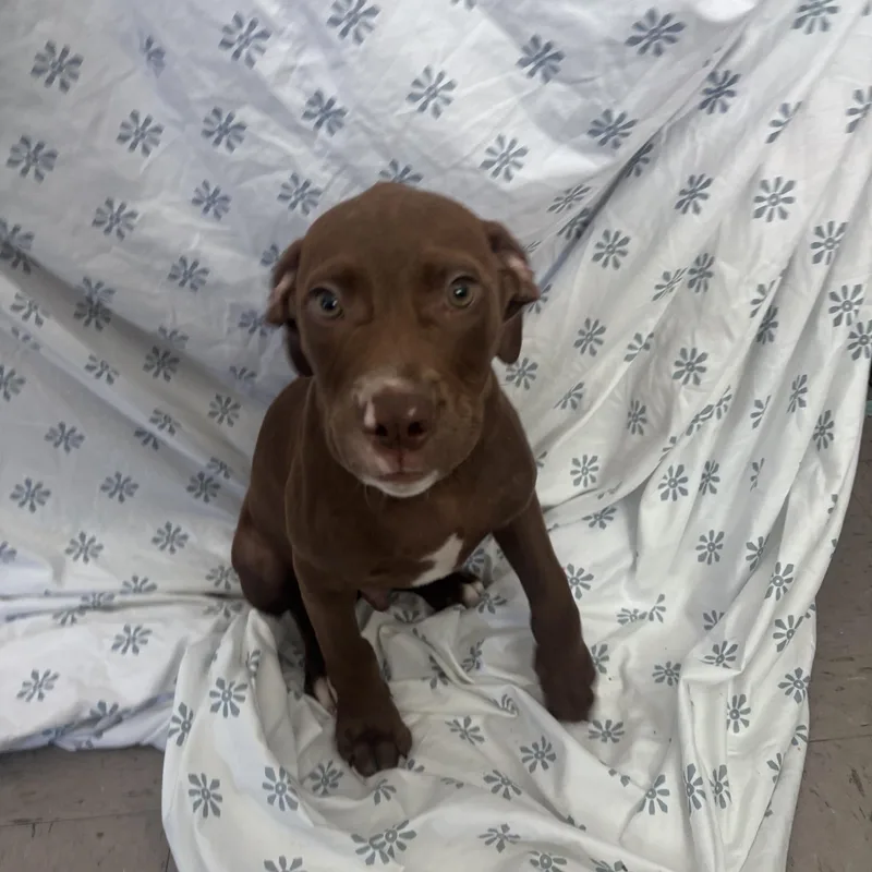 A baby medium-sized male Brown / Chocolate Labrador Retriever dog named Snap for adoption in Marion, NC