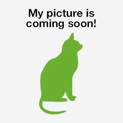 A baby small-sized female Domestic Long Hair cat named C Litter Audrey for adoption in Livonia, MI