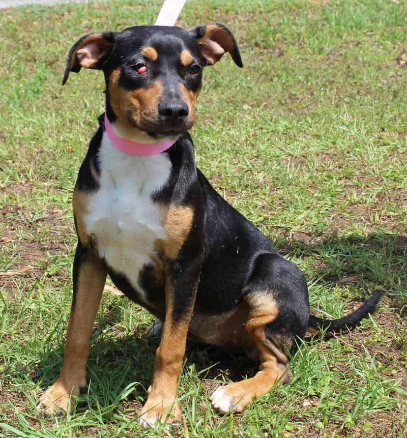 A baby large-sized female Shepherd dog named Daisy for adoption in Prattville, AL