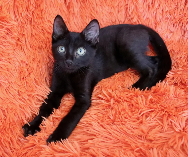 A baby medium-sized male Black Bombay cat named Pong for adoption in Saint Augustine, FL