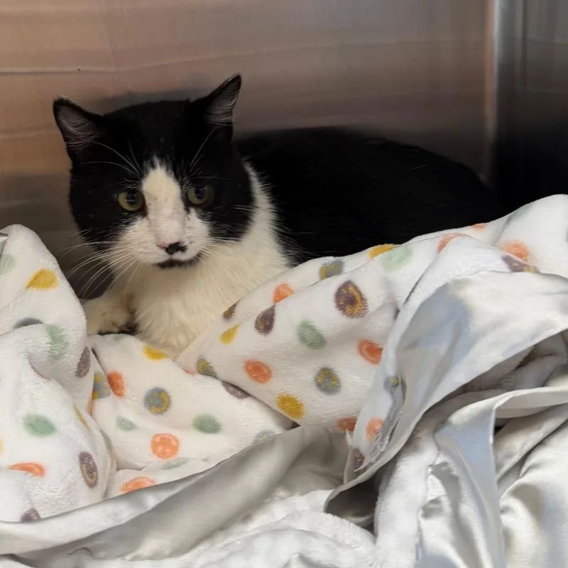 An adult medium-sized male Black Domestic Short Hair cat named Bowie for adoption in Wadena, MN