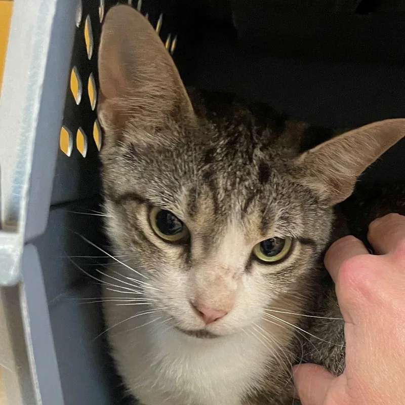 A young medium-sized female Black Domestic Short Hair cat named Ninny for adoption in Norman, OK