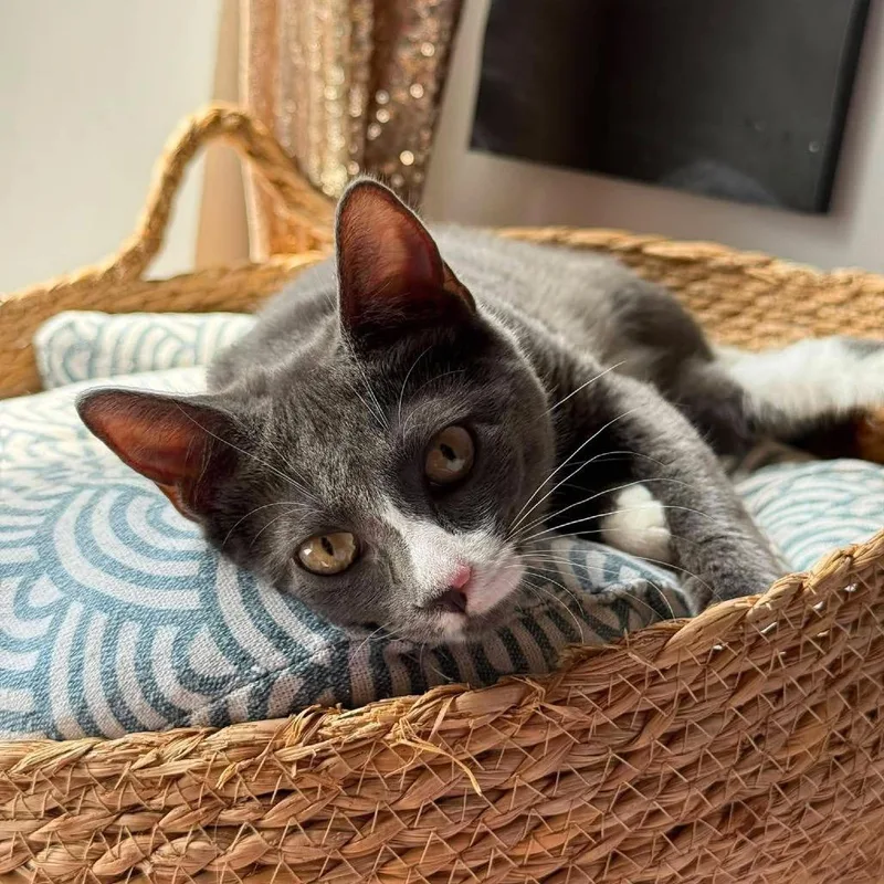 A baby small-sized female Gray / Blue / Silver Domestic Short Hair cat named Polaris for adoption in Long Island City, NY