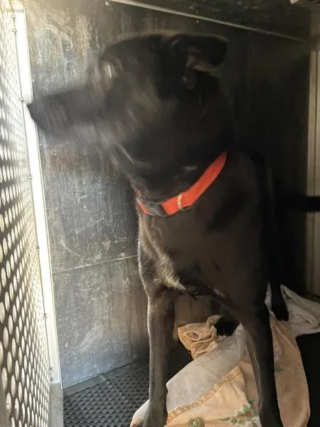 A young large-sized female Chow Chow dog named Mina for adoption in Austin, TX